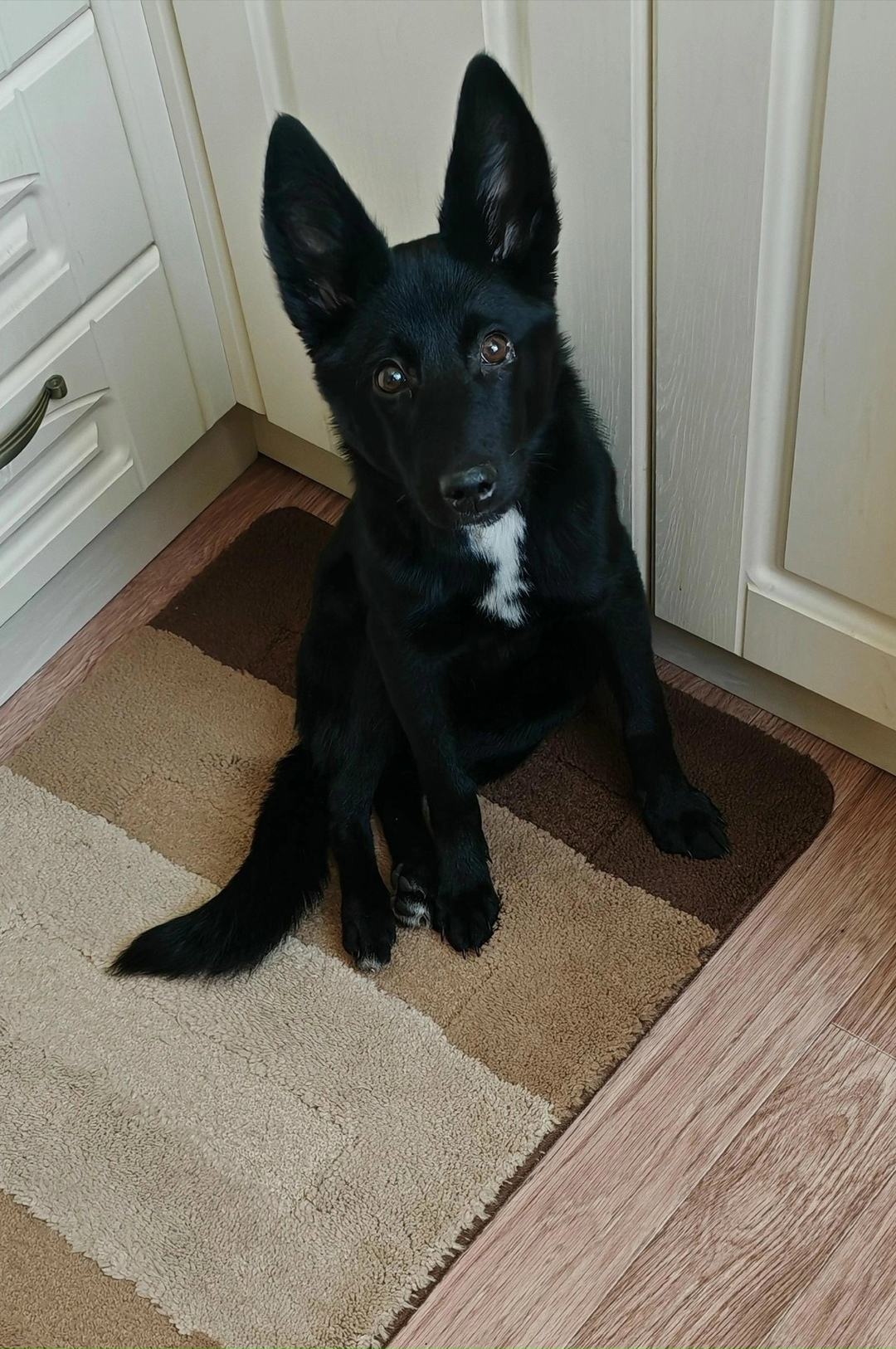 Найдена собака в Новокузнецке — фото объявления