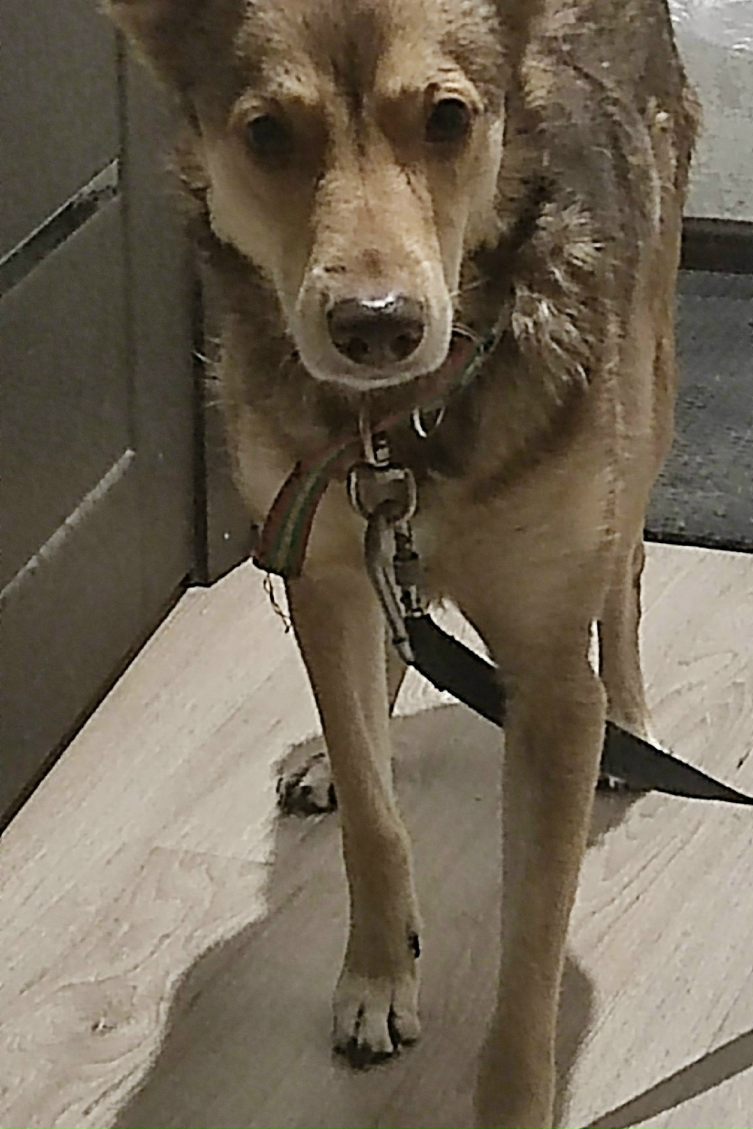 Найдена собака в Новокузнецке — фото объявления