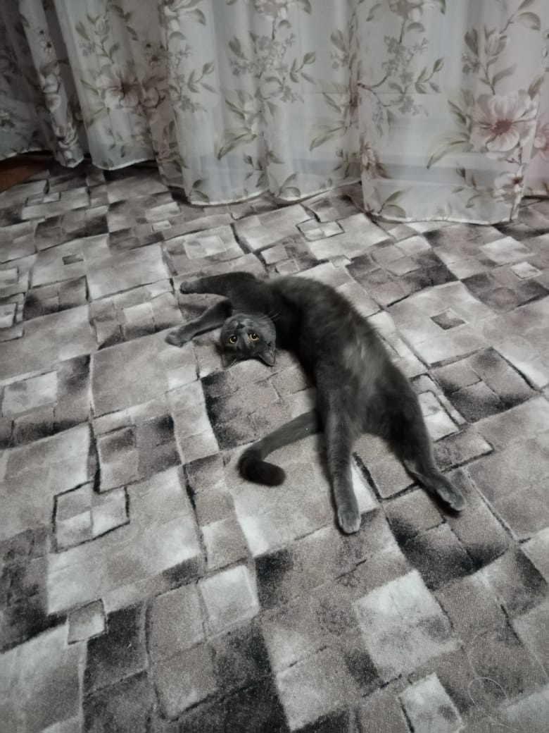 Найдена кошка в Новокузнецке — фото объявления