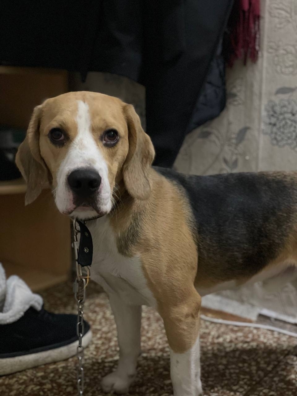 Найдена собака в Новокузнецке — фото объявления