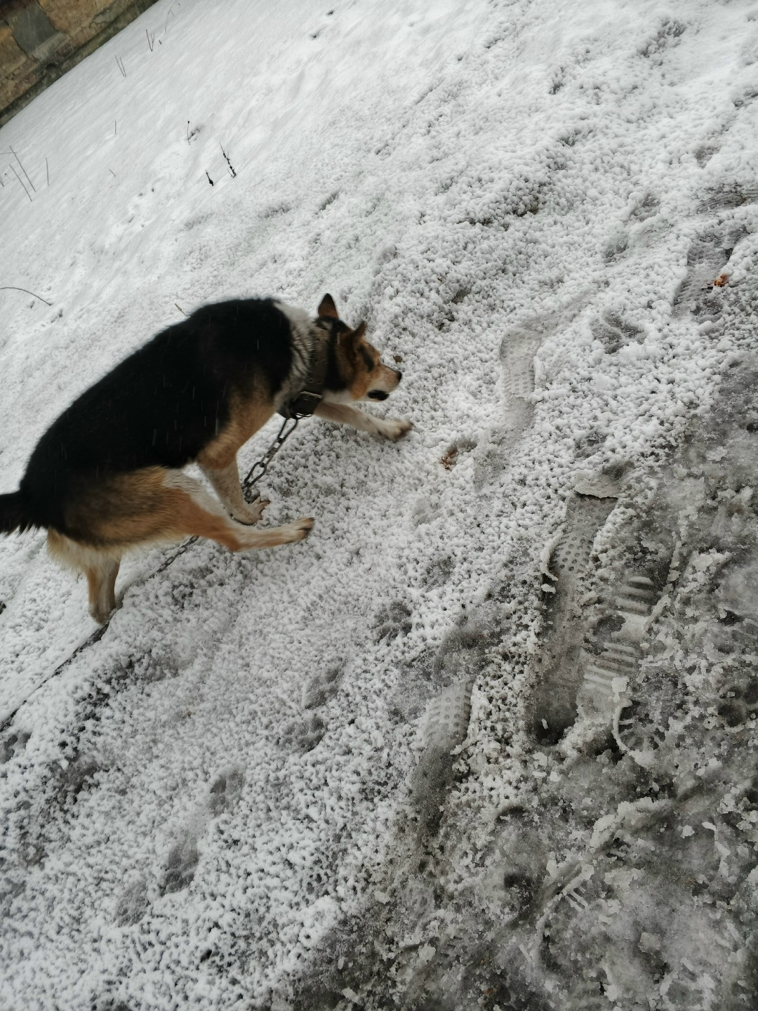 Пропала собака в Новокузнецке — фото объявления