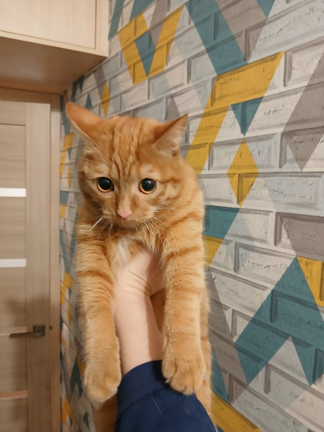 Найдена кошка в Новокузнецке — фото объявления