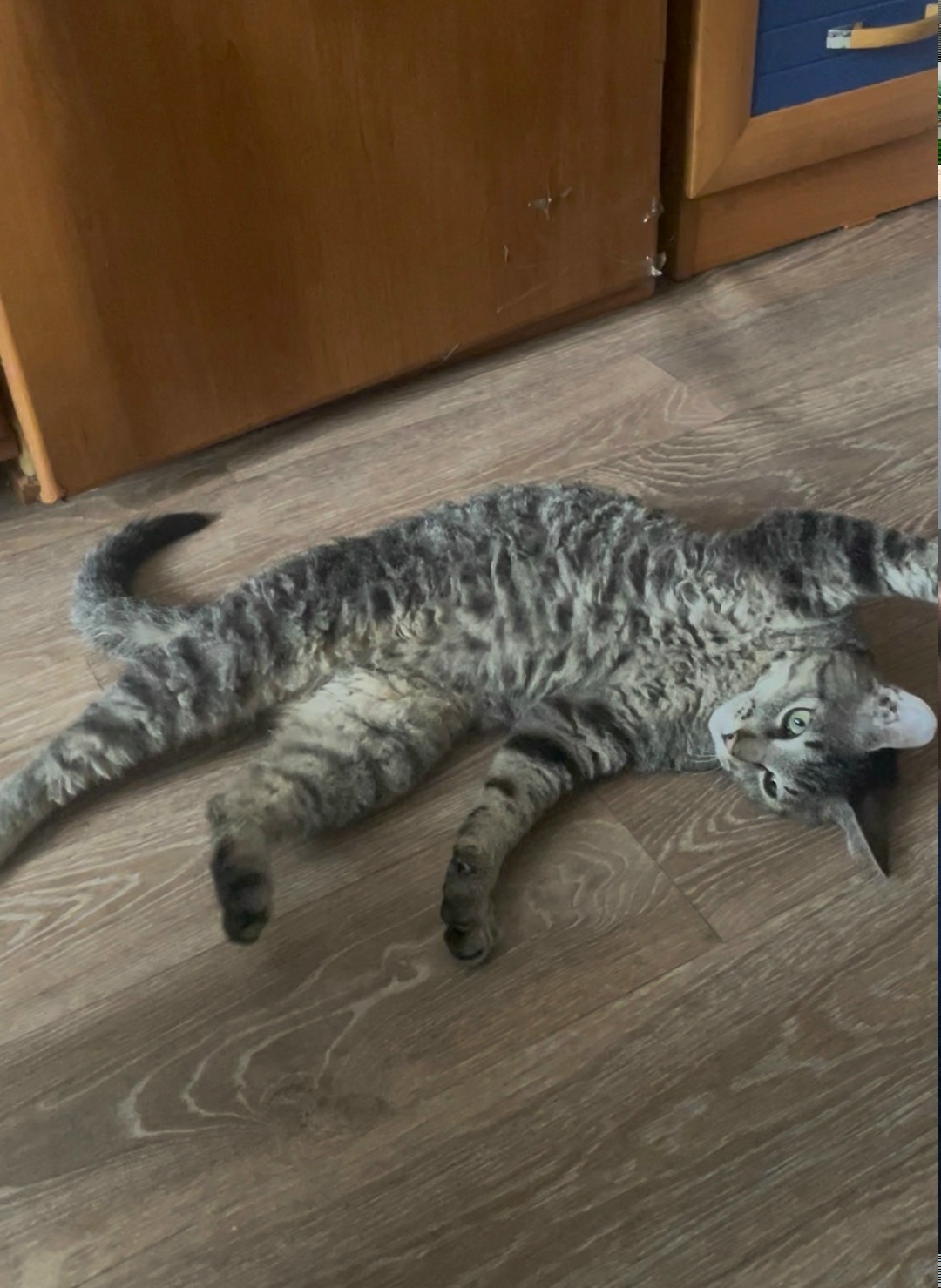 Найдена собака в Новокузнецке — фото объявления