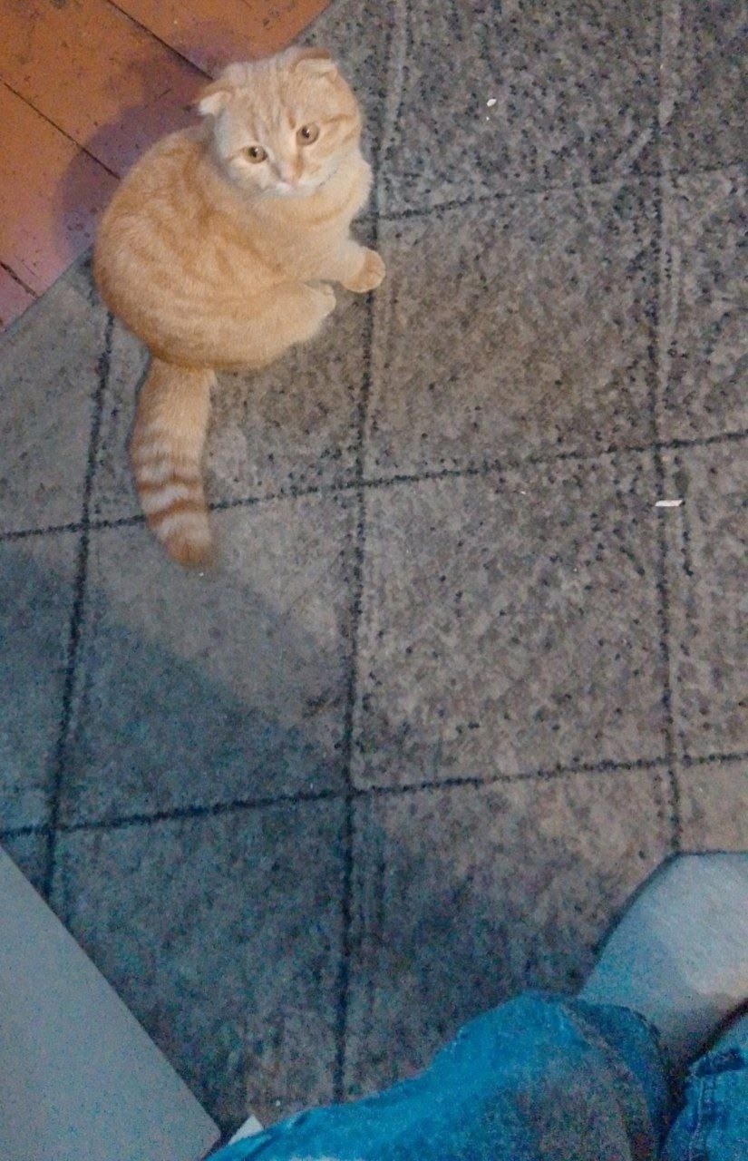 Найдена кошка в Новокузнецке — фото объявления