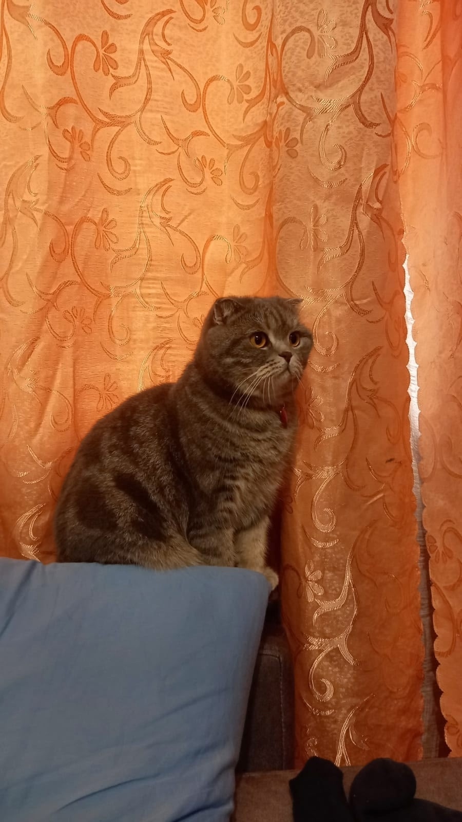 Пропала кошка в Новокузнецке — фото объявления