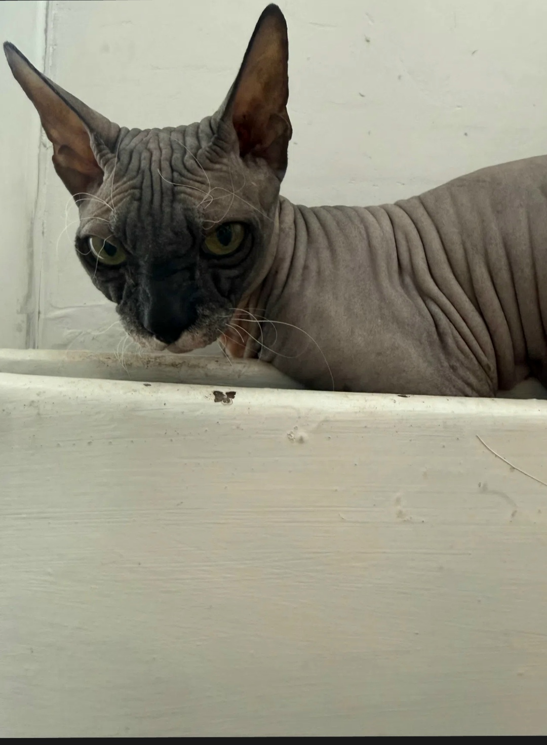 Найдена кошка в Новокузнецке — фото объявления