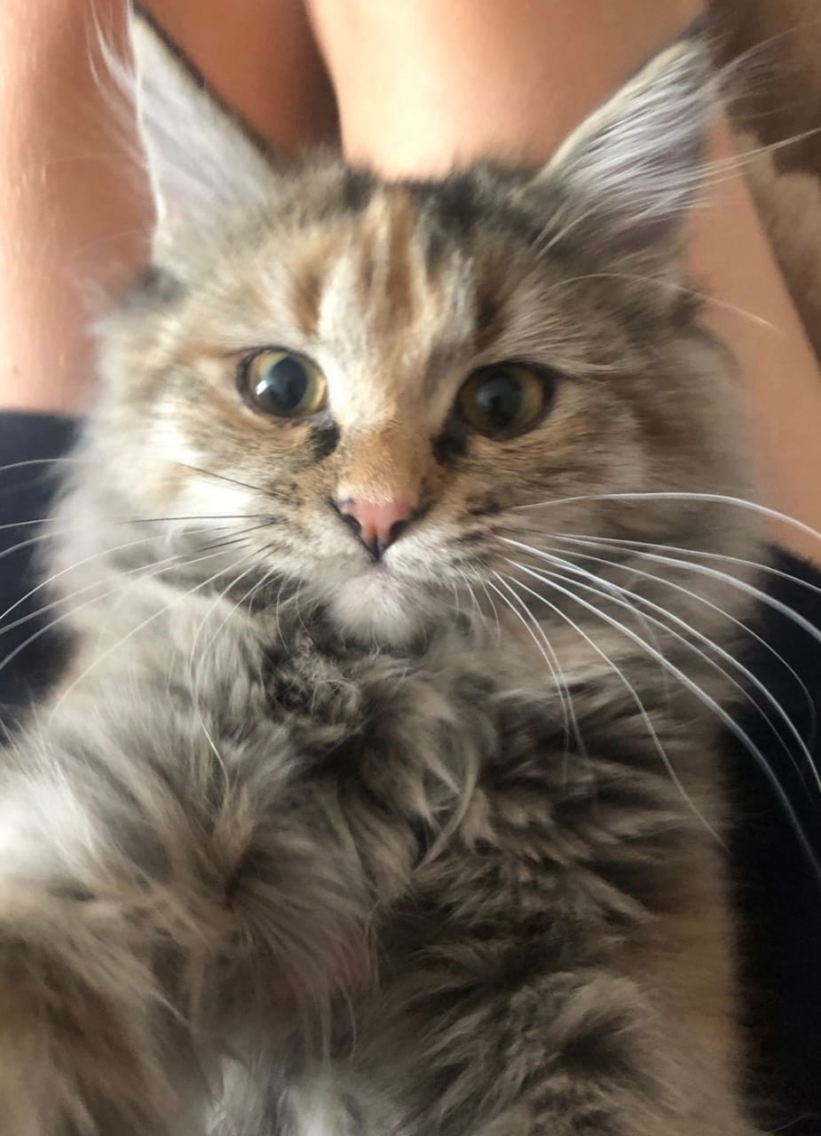 Найдена собака в Новокузнецке — фото объявления