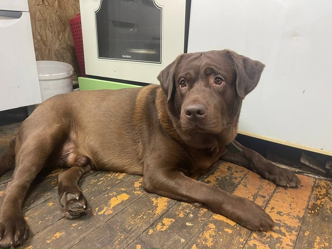 Найдена собака в Новокузнецке — фото объявления