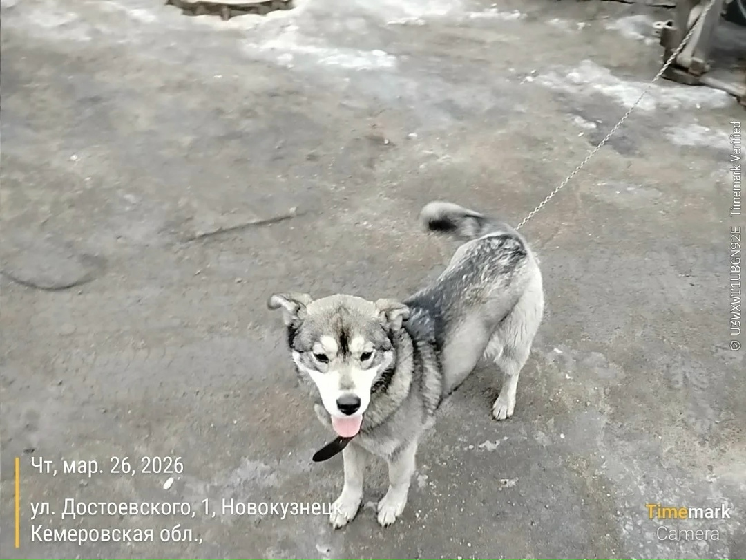 Найдена собака в Новокузнецке — фото объявления
