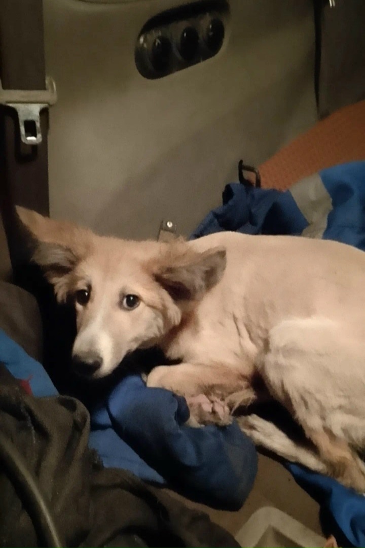 Найдена собака в Новокузнецке — фото объявления