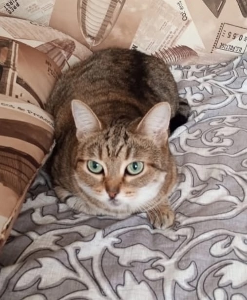 Пропала кошка в Новокузнецке — фото объявления