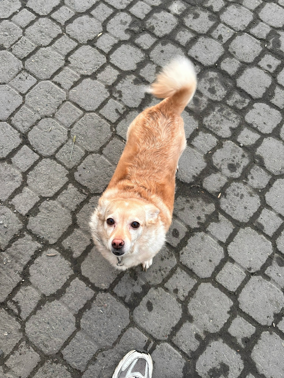 Найдена собака в Новокузнецке — фото объявления