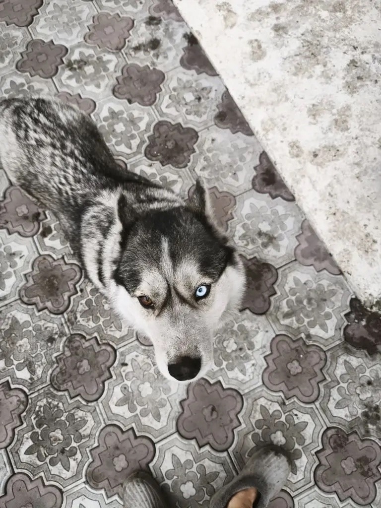 Найдена собака в Новокузнецке — фото объявления