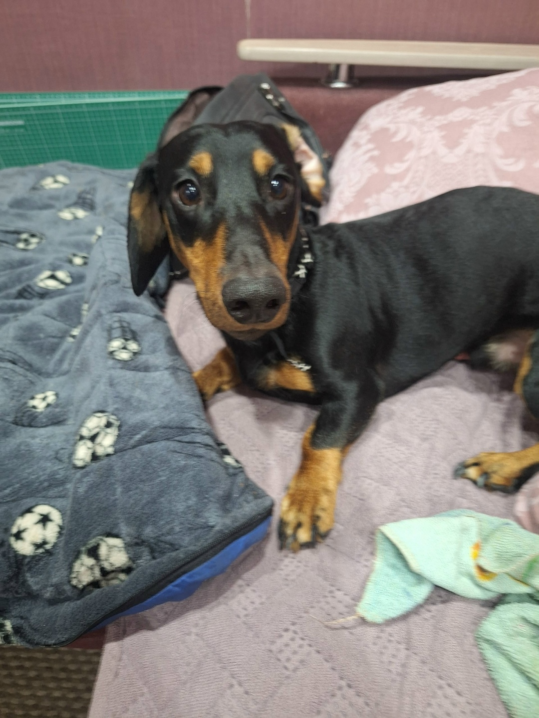 Найдена собака в Новокузнецке — фото объявления