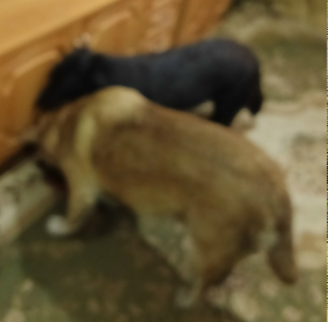 Найдена собака в Новокузнецке — фото объявления