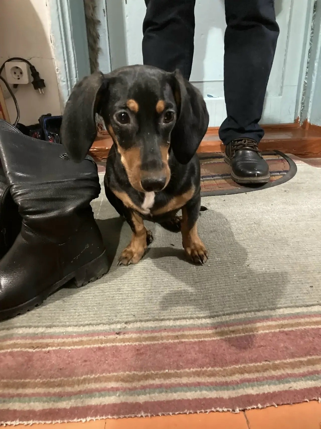 Найдена собака в Новокузнецке — фото объявления