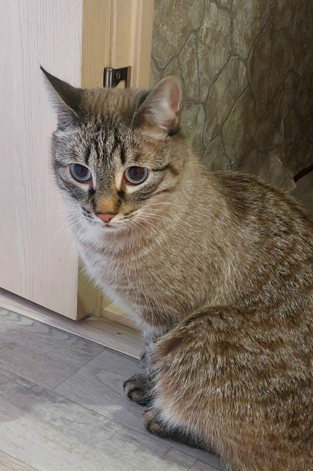 Найдена кошка в Новокузнецке — фото объявления