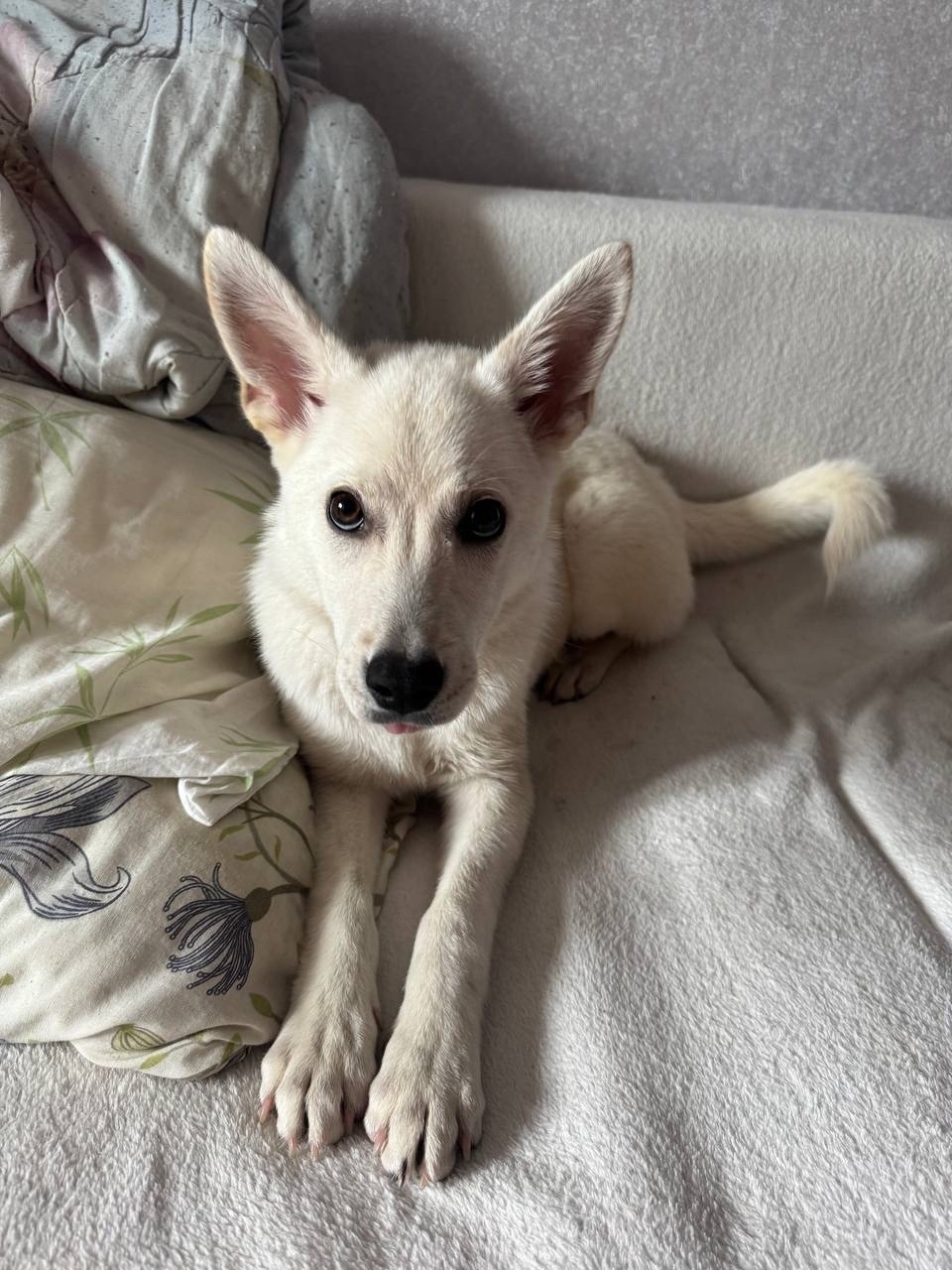 Найдена собака в Новокузнецке — фото объявления