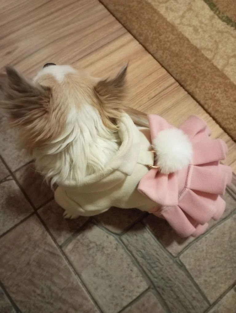 Найдена собака в Новокузнецке — фото объявления