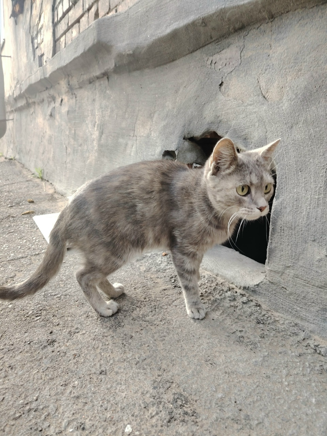 Пропала собака в Новокузнецке — фото объявления