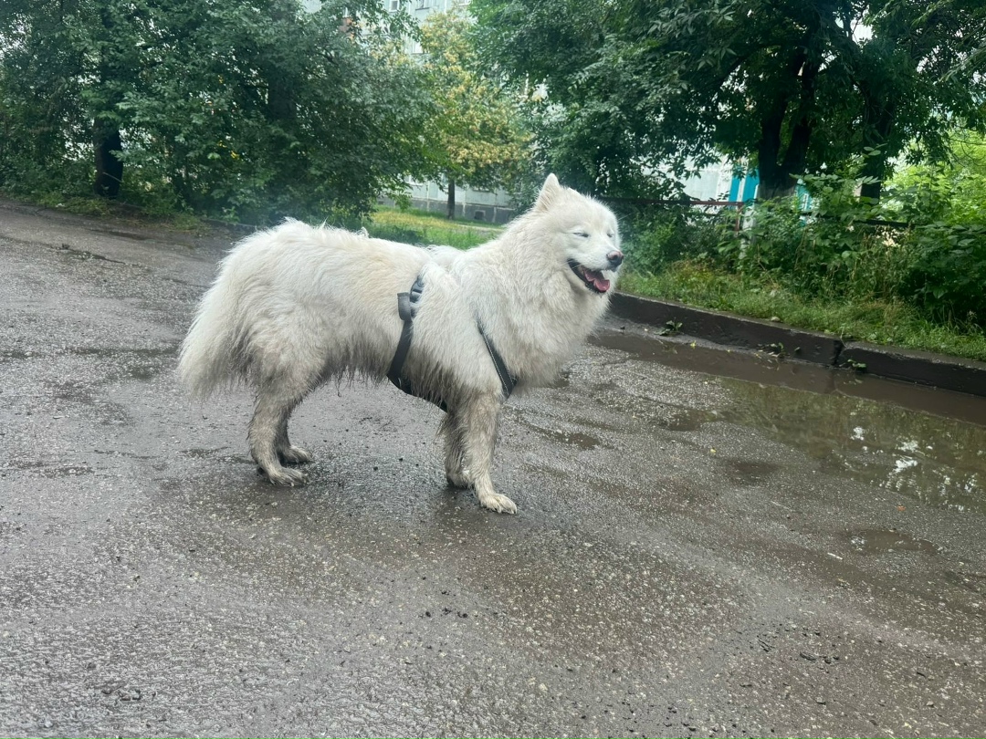 Найдена собака в Новокузнецке — фото объявления
