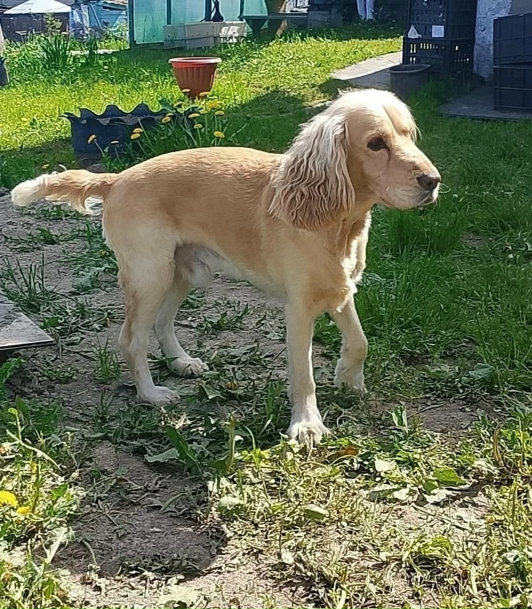 Пропала собака в Новокузнецке — фото объявления