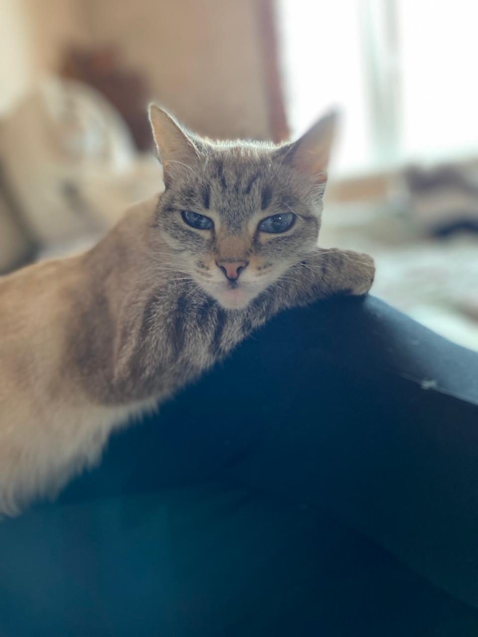 Пропала кошка в Новокузнецке — фото объявления