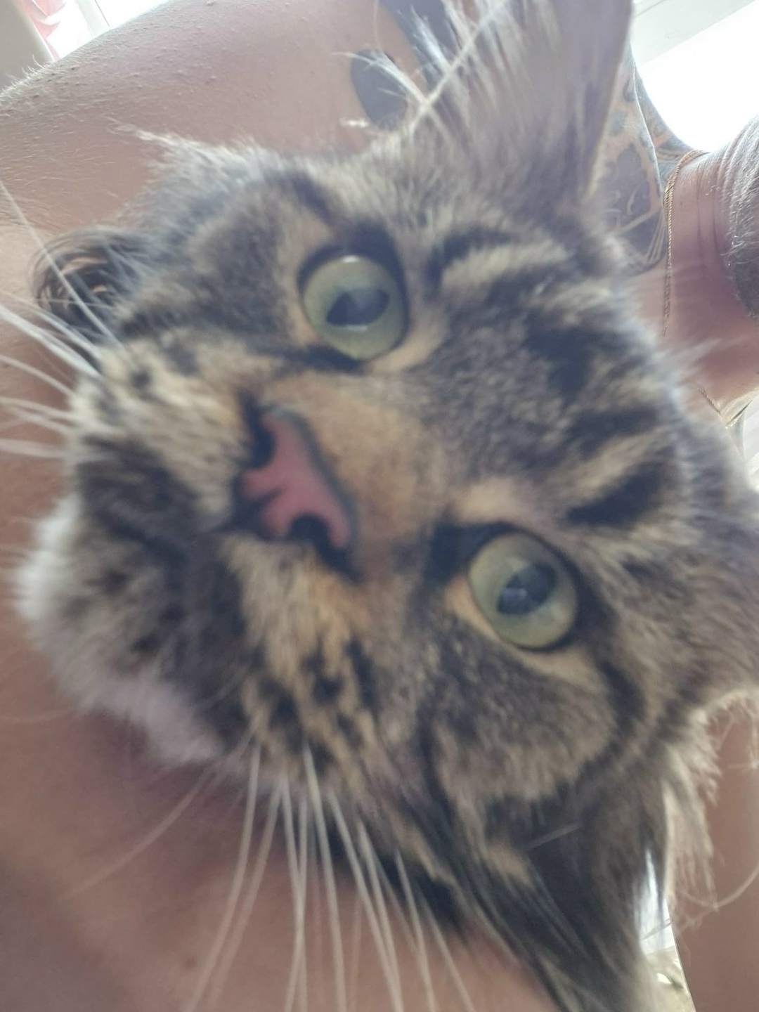 Пропала кошка в Новокузнецке — фото объявления