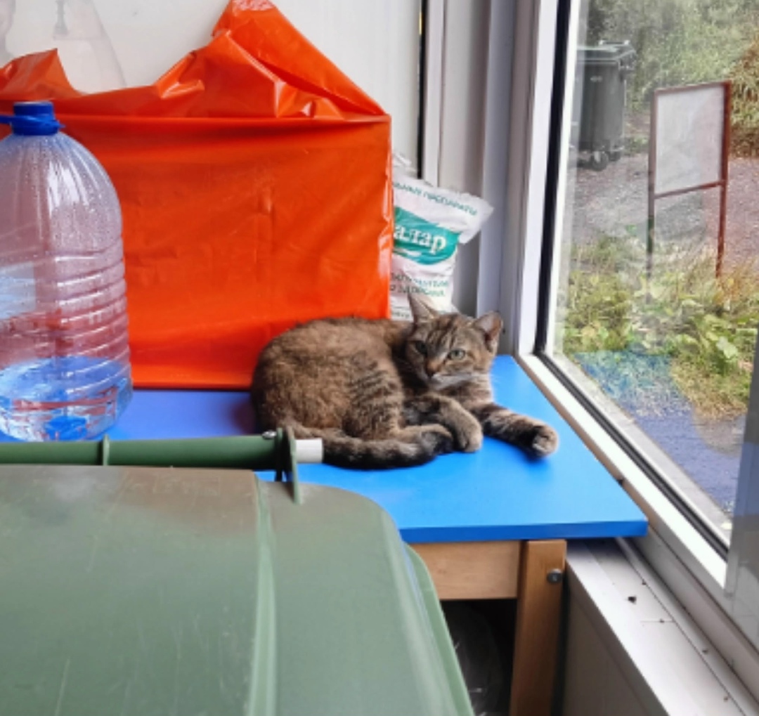 Пропала собака в Новокузнецке — фото объявления