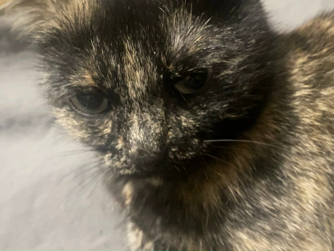 Пропала кошка в Новокузнецке — фото объявления