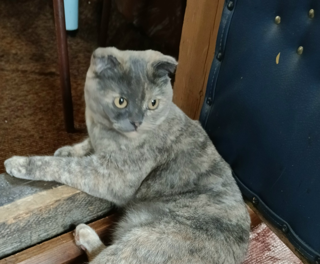 Пропала кошка в Новокузнецке — фото объявления