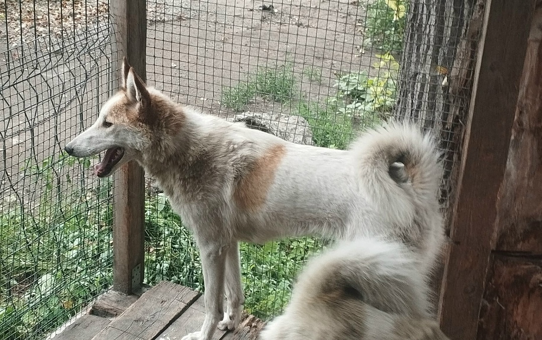 Пропала собака в Новокузнецке — фото объявления