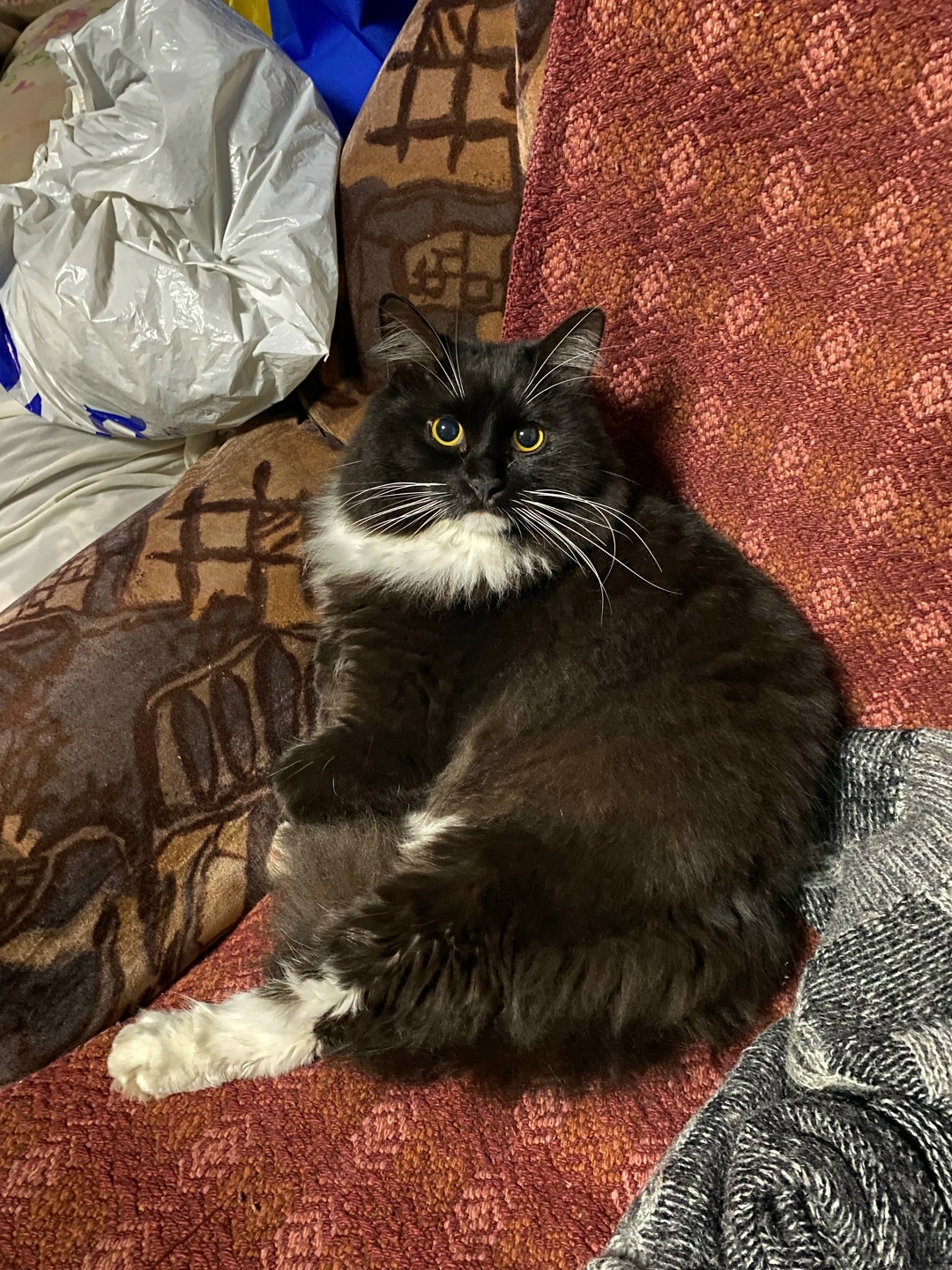 Пропала кошка в Новокузнецке — фото объявления