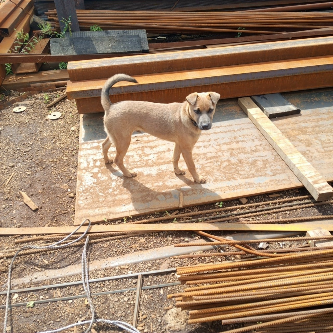 Найдена собака в Новокузнецке — фото объявления