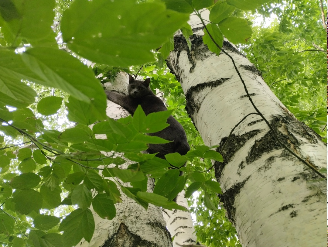 Пропала собака в Новокузнецке — фото объявления
