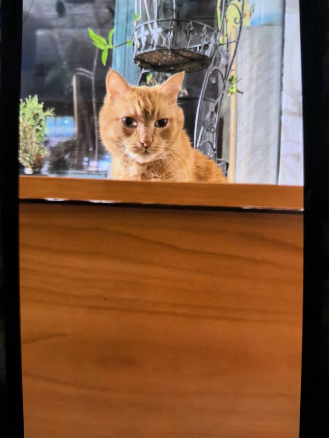 Пропала кошка в Новокузнецке — фото объявления