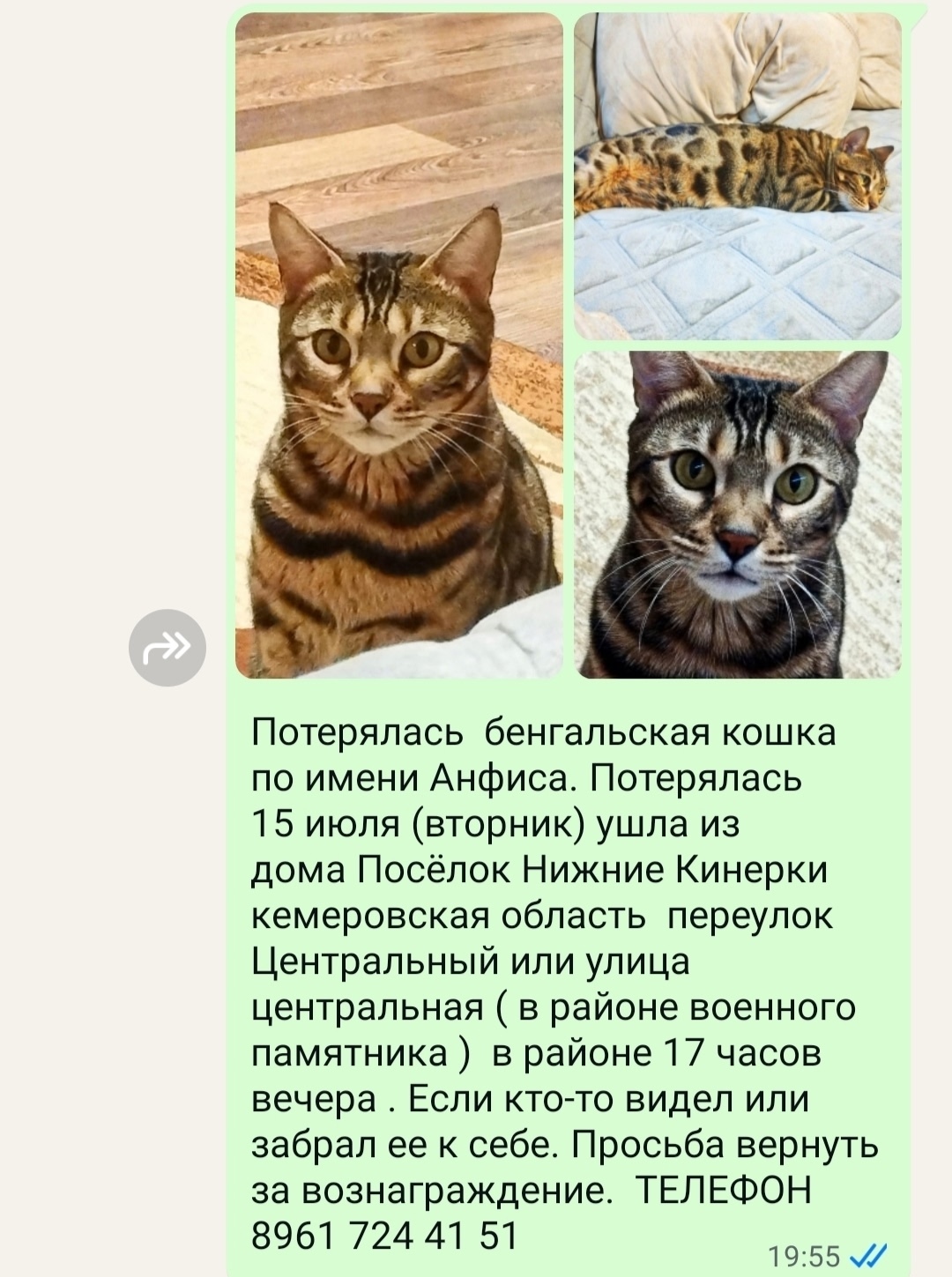 Пропала кошка в Новокузнецке — фото объявления