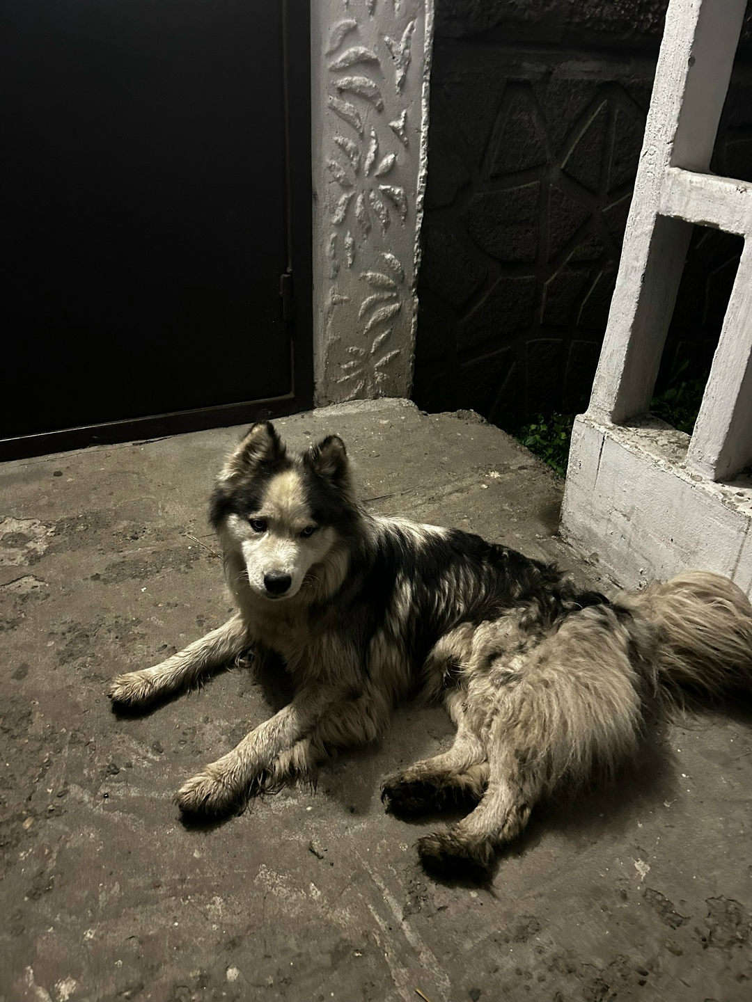 Пропала собака в Новокузнецке — фото объявления