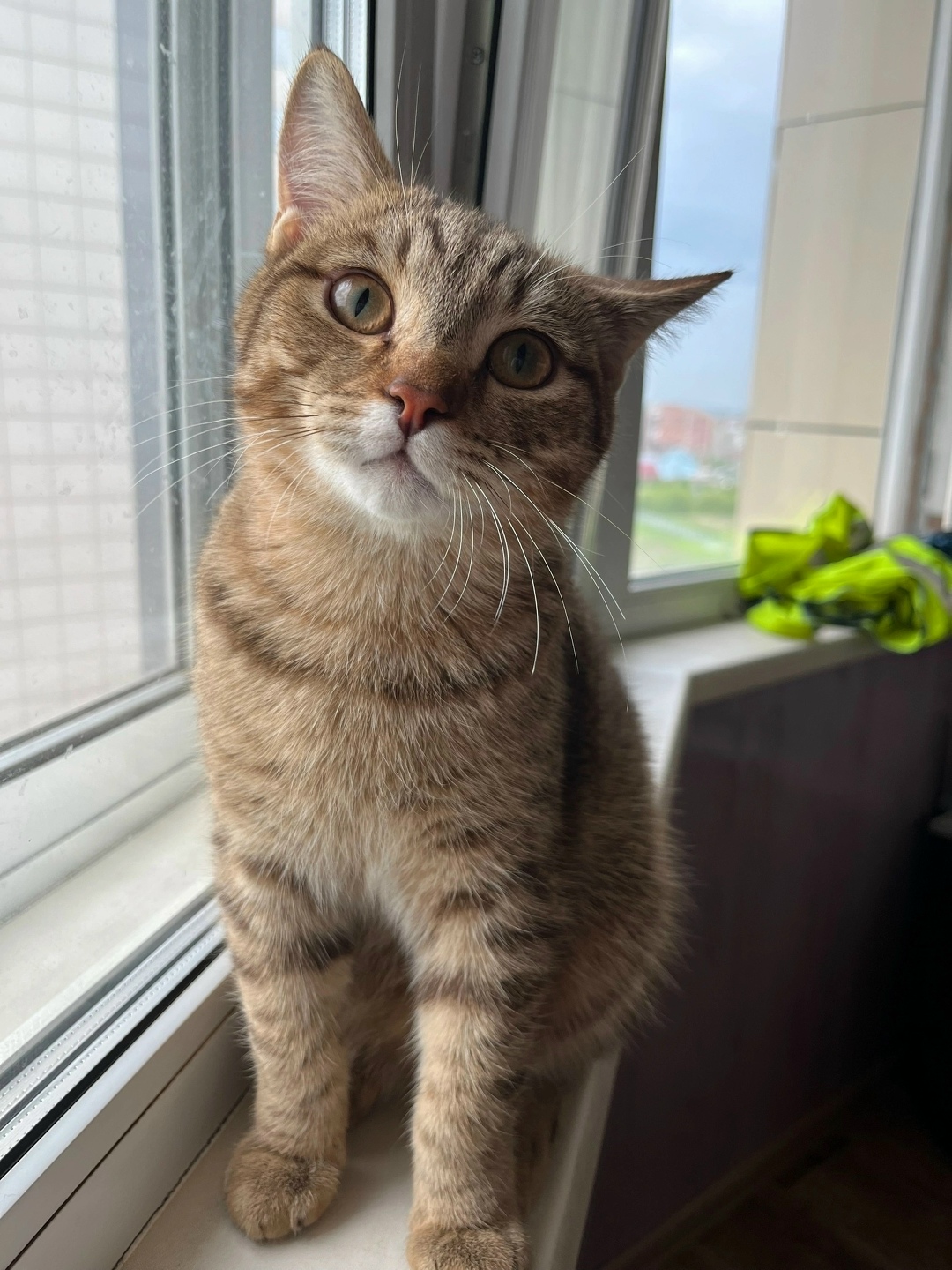 Пропала кошка в Новокузнецке — фото объявления