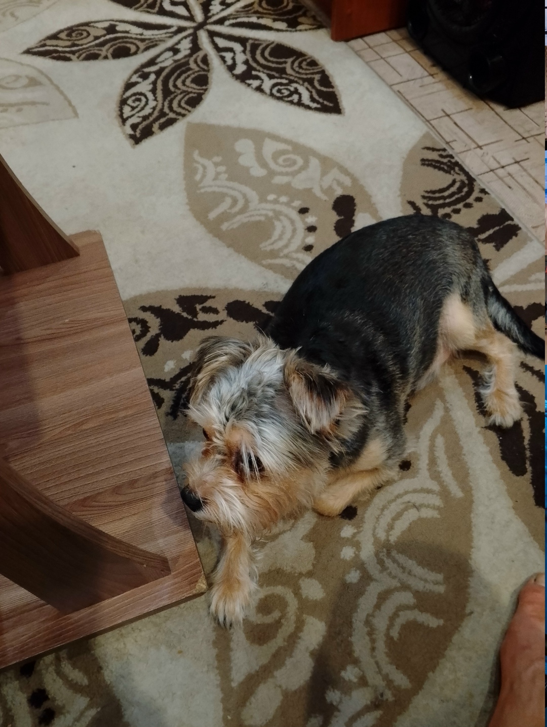 Пропала собака в Новокузнецке — фото объявления