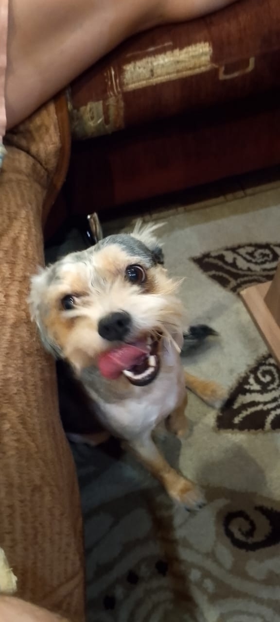 Пропала собака в Новокузнецке — фото объявления