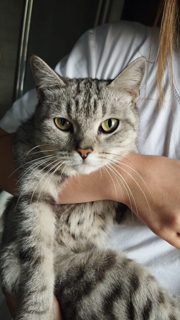 Пропала кошка в Новокузнецке — фото объявления