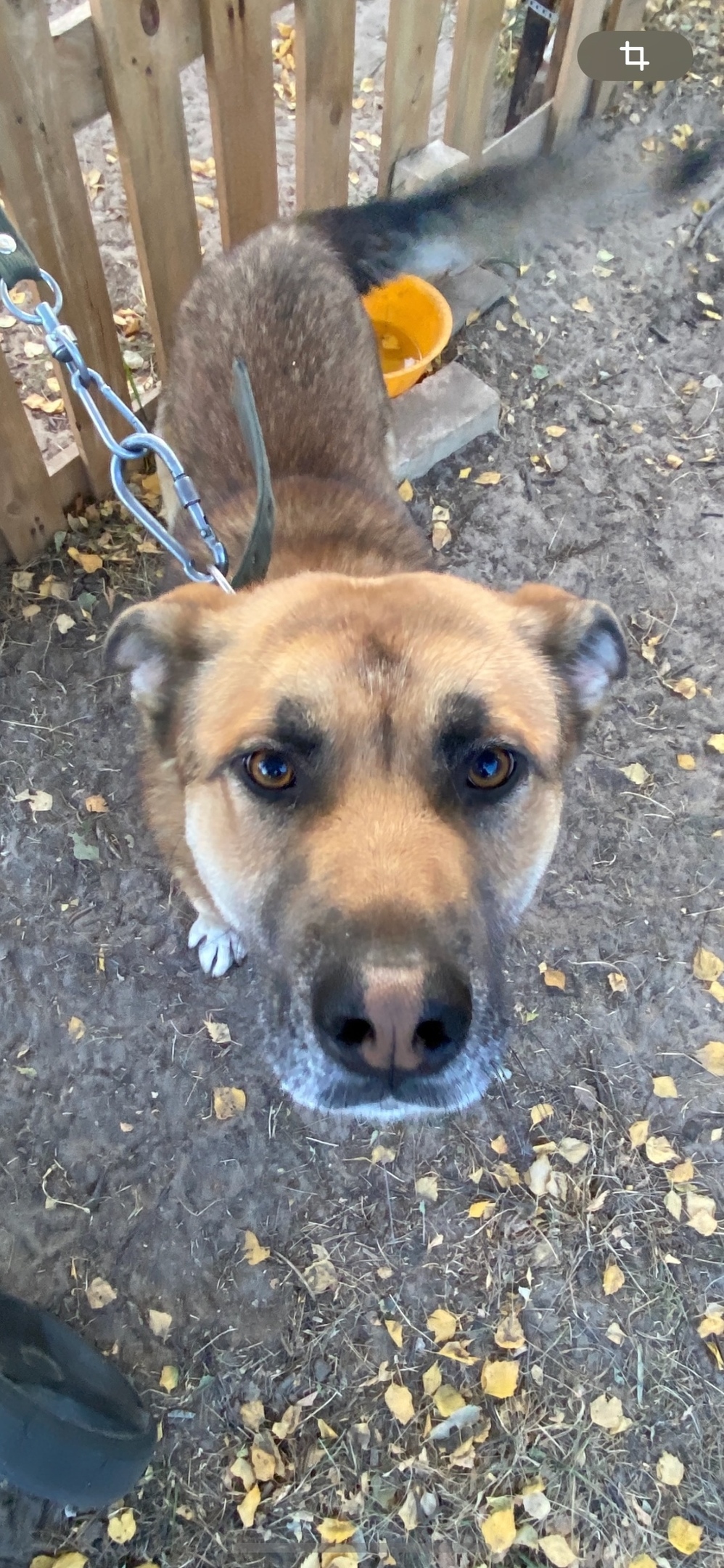 Пропала собака в Рязани — фото объявления