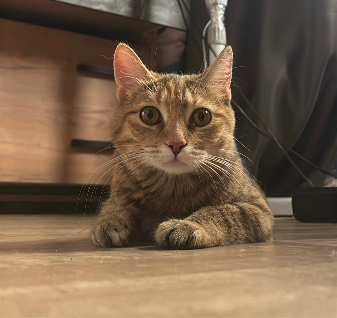 Пропала кошка в Рязани — фото объявления