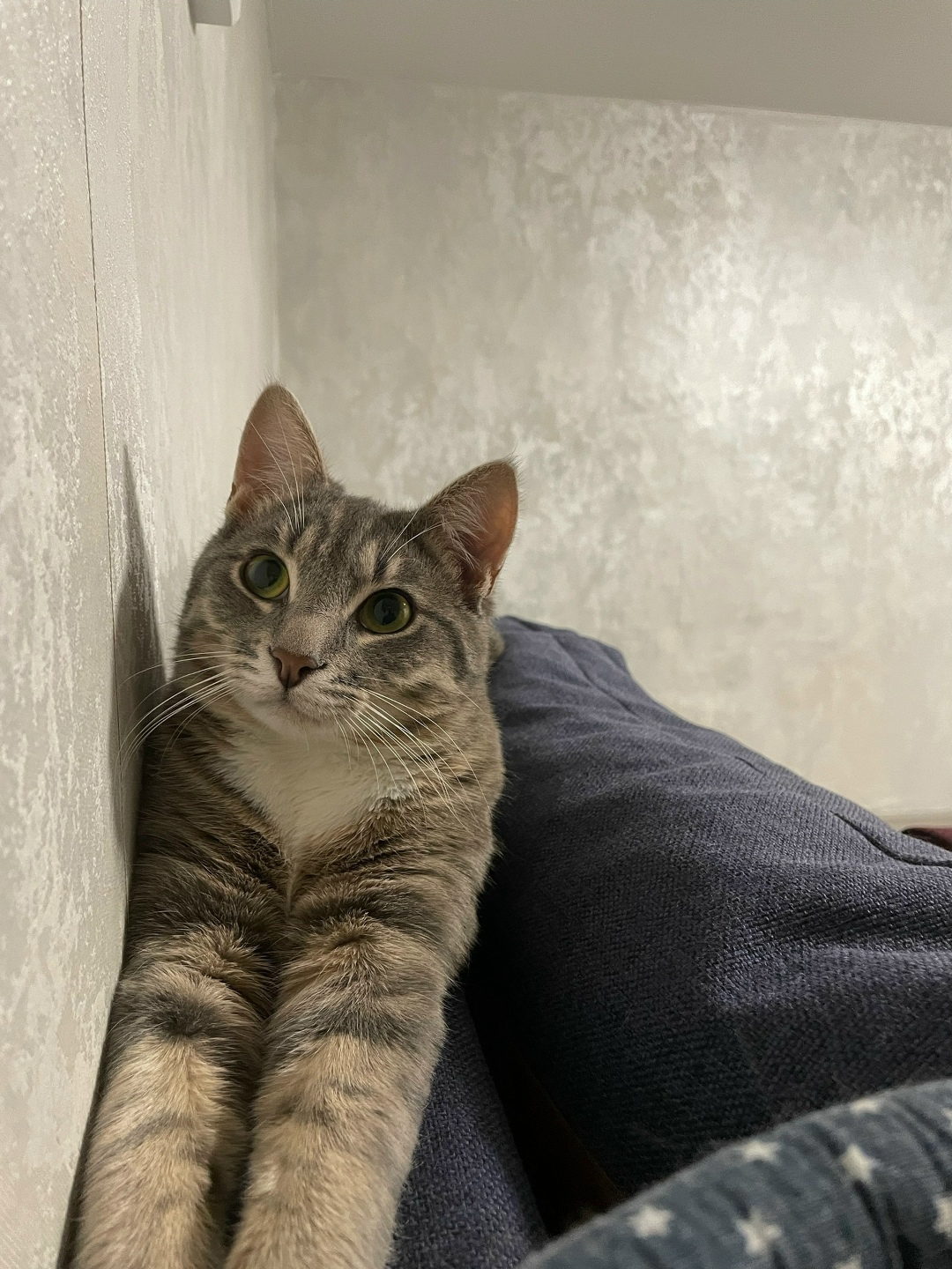 Пропала кошка в Рязани — фото объявления