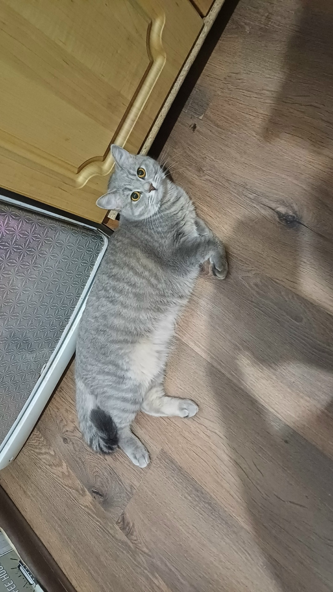 Пропала кошка в Рязани — фото объявления