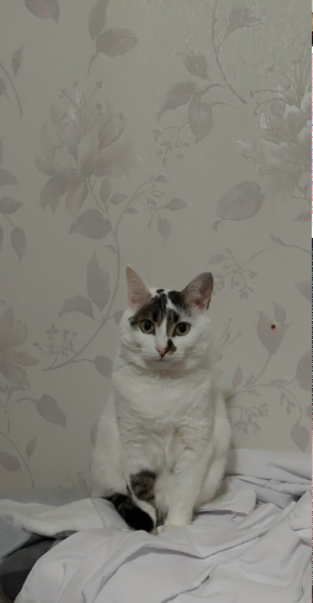 Пропала кошка в Рязани — фото объявления