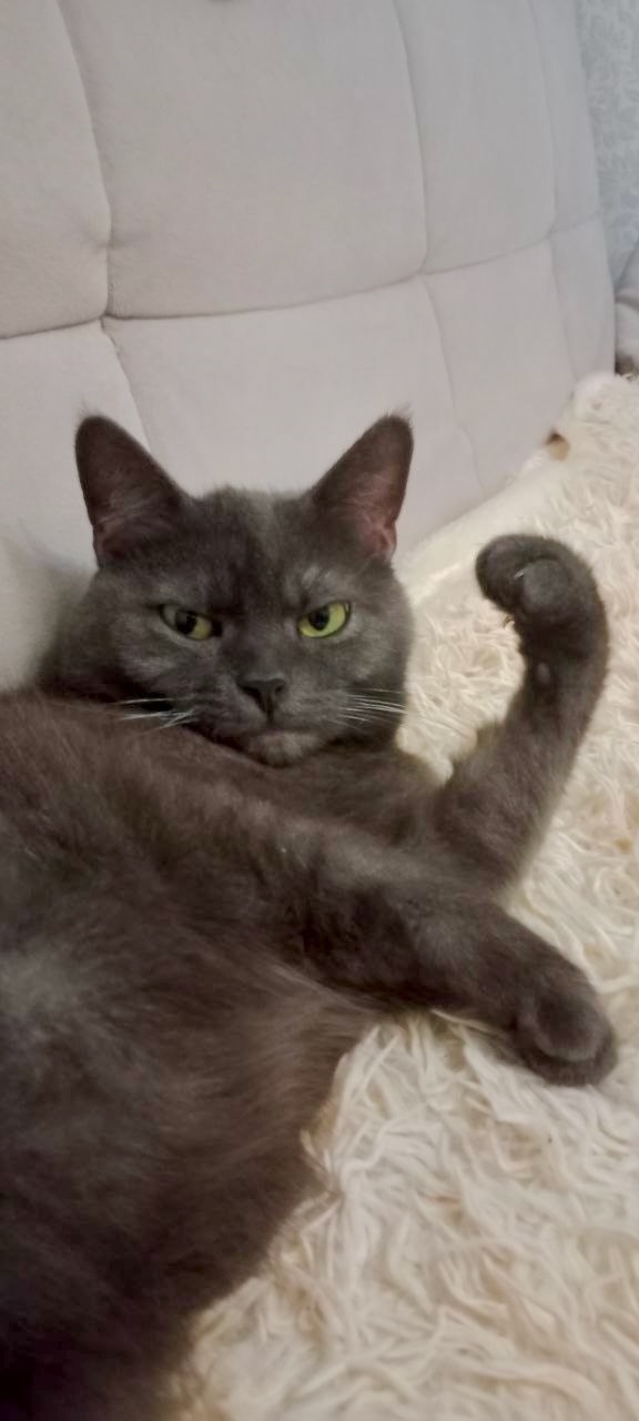 Найдена кошка в Рязани — фото объявления