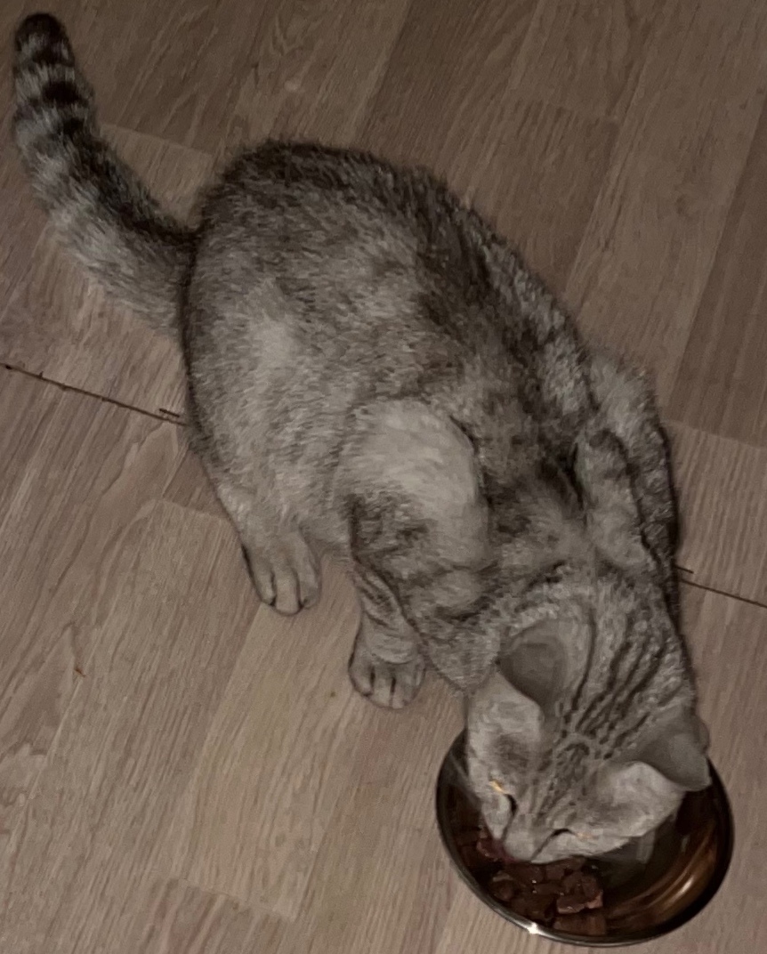 Найдена кошка в Рязани — фото объявления