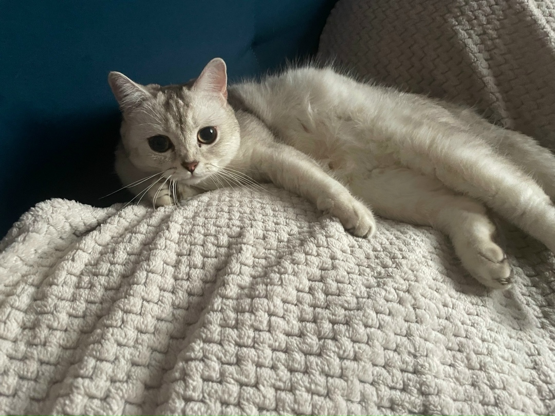 Пропала кошка в Рязани — фото объявления